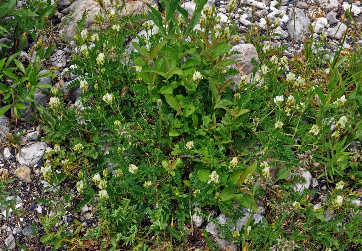 Image of Astragalus freynii specimen.