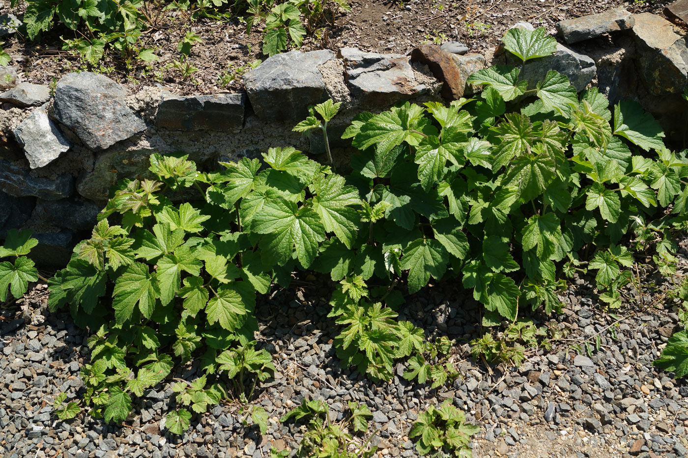 Image of Anemone hupehensis specimen.