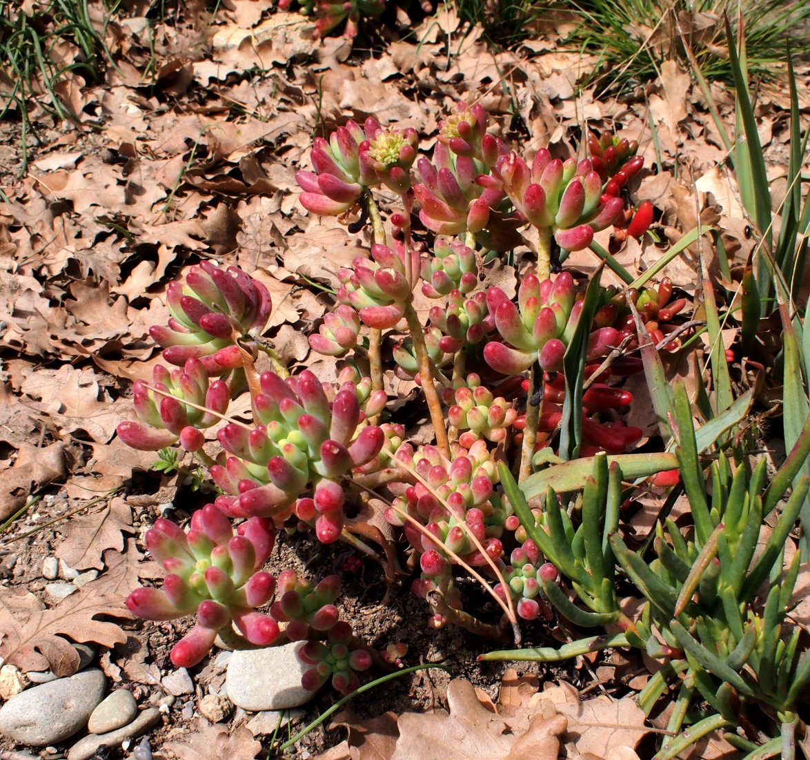 Image of Sedum rubrotinctum specimen.