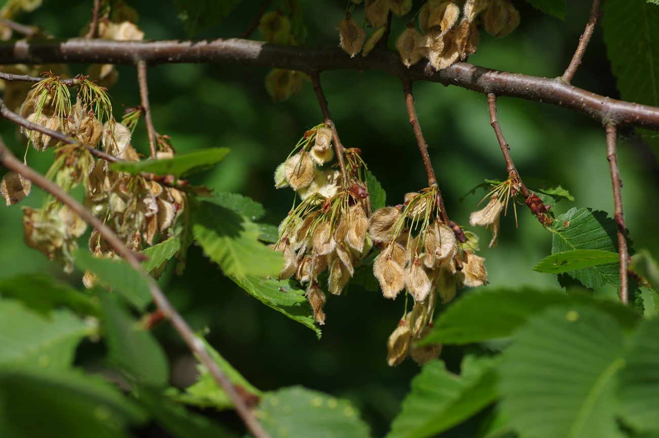 Image of Ulmus laevis specimen.