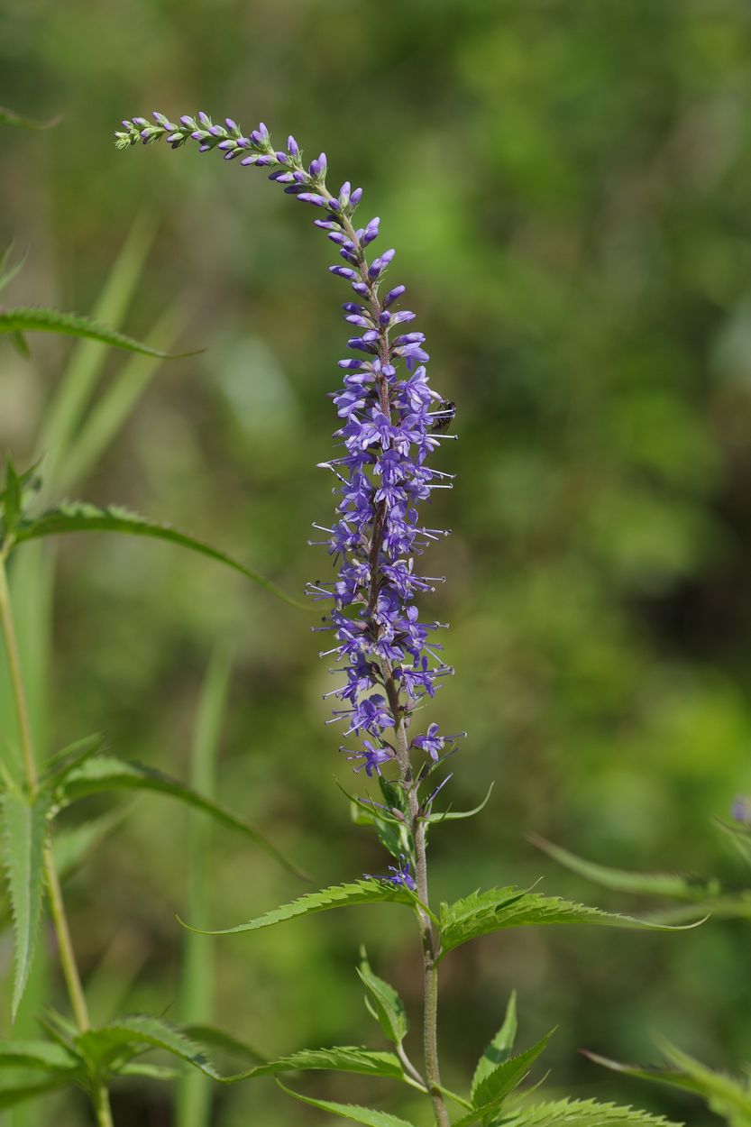 Изображение особи Veronica longifolia.