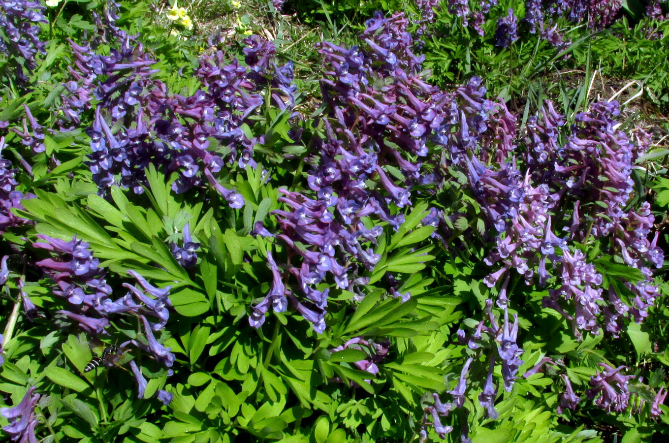 Image of Corydalis nidus-serpentis specimen.