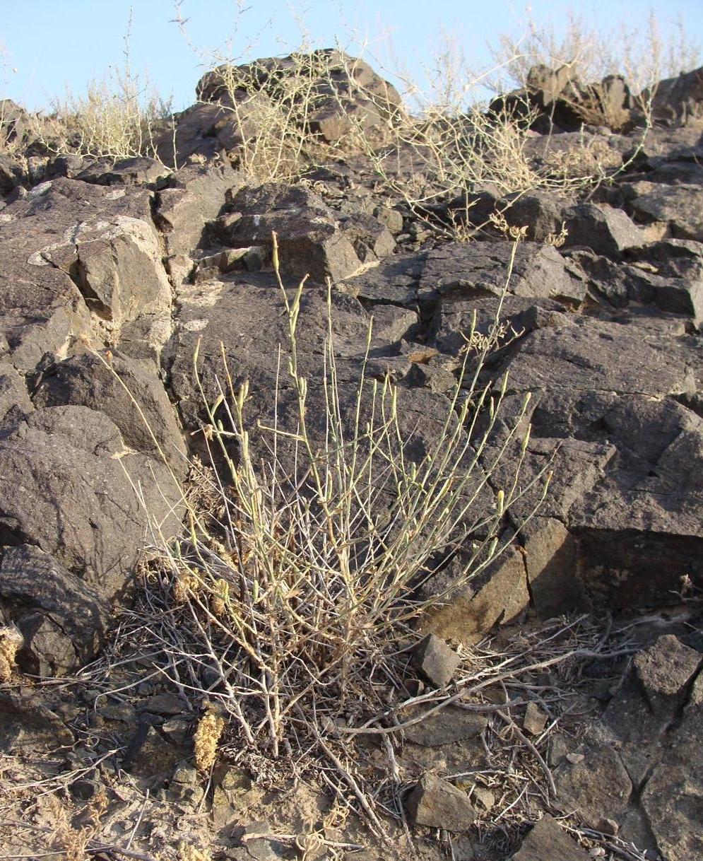 Image of Scariola orientalis specimen.