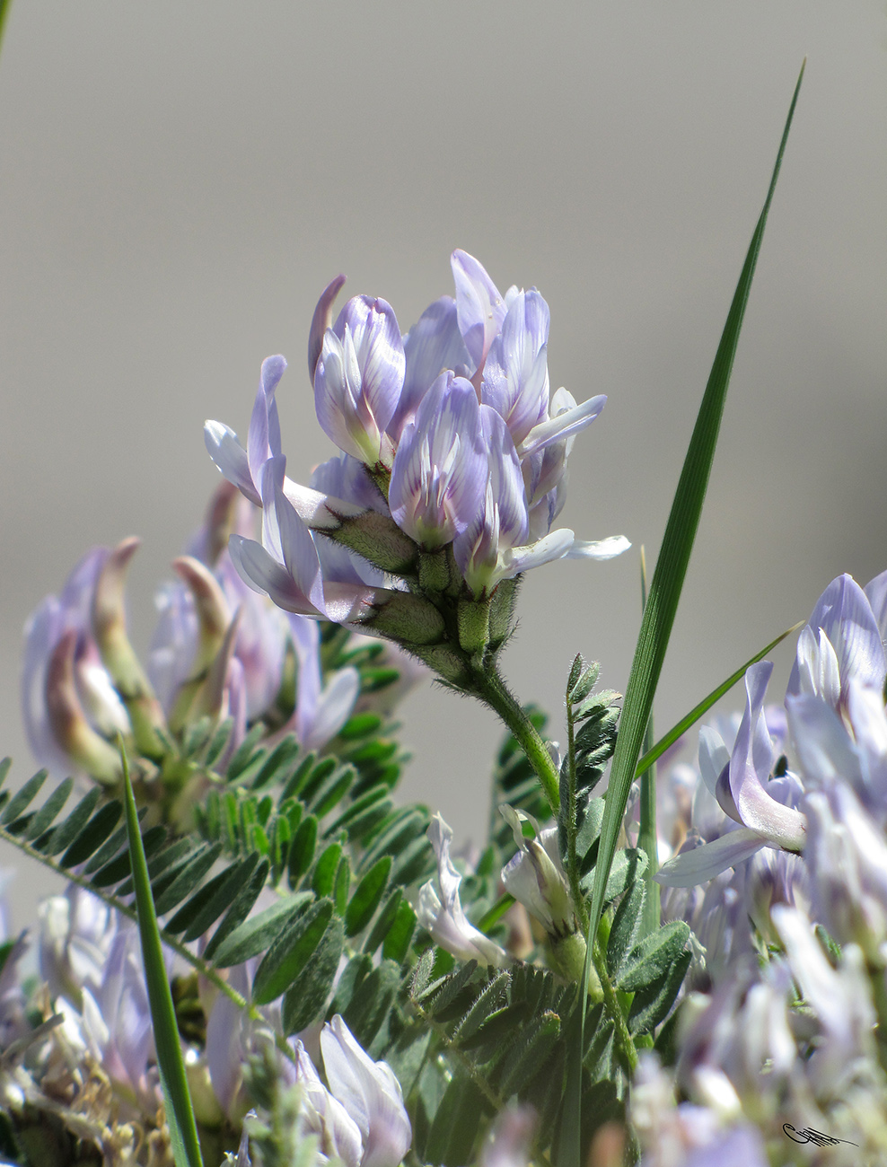 Image of Astragalus chadjanensis specimen.