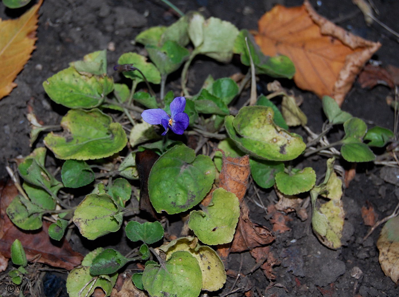 Image of genus Viola specimen.