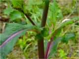 Sonchus asper. Средняя часть побега. Украина, Ивано-Франковская обл., Болеховский горсовет, Поляницкий сельсовет, Поляницкий региональный ландшафтный парк, буковый лес. 20.05.2018.