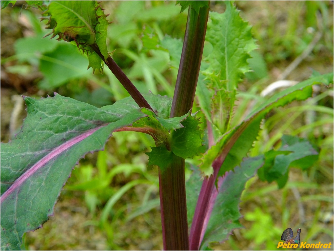 Изображение особи Sonchus asper.