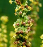 Смотреть изображение Verbascum nigrum