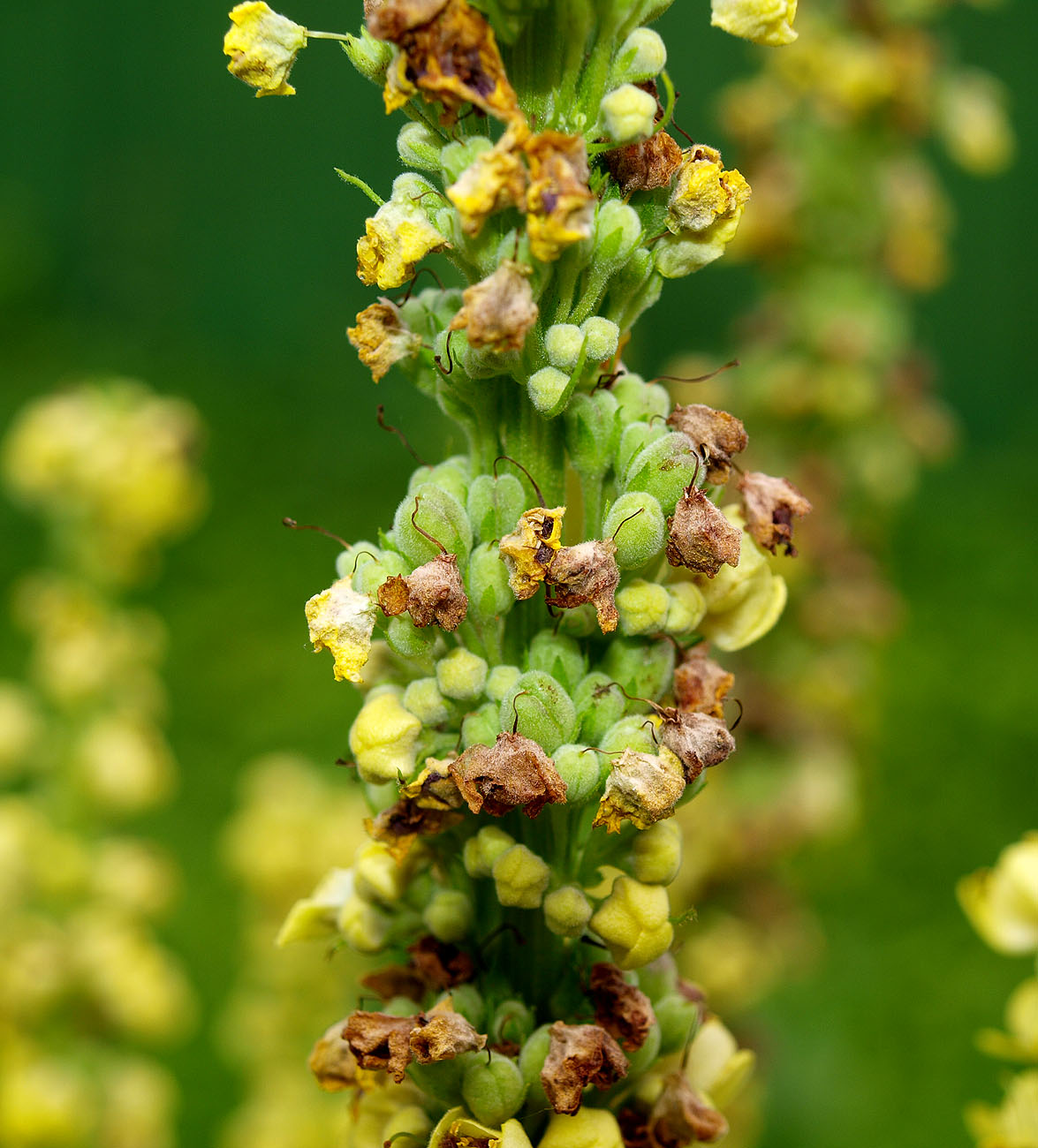 Изображение особи Verbascum nigrum.