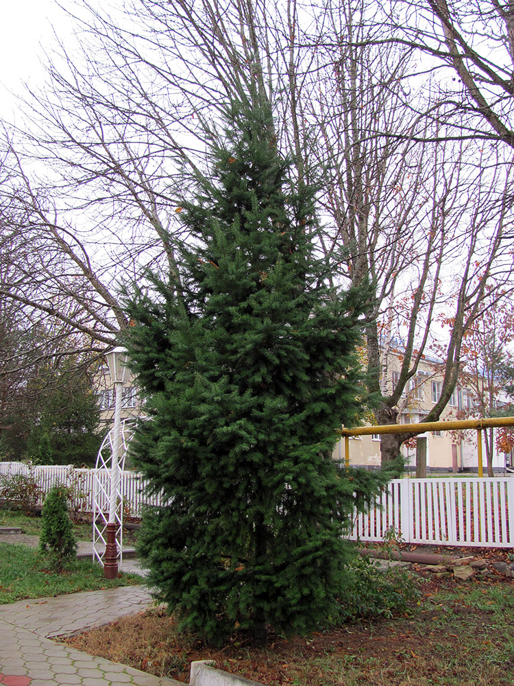 Image of Pseudotsuga menziesii specimen.