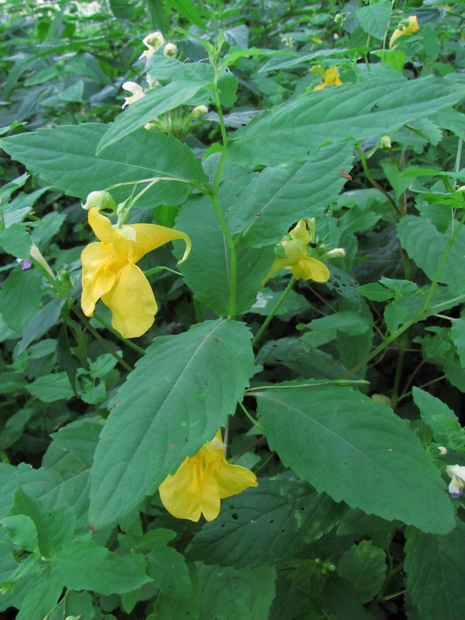 Image of Impatiens noli-tangere specimen.