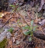 Chimaphila umbellata. Плодоносящее растение. Пермский край, Оханский р-н, Кунчурихинский бор, поляна в сосновом бору. 28.08.2018.