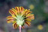 Taraxacum contristans. Соцветие (вид со стороны обёртки корзинки). Узбекистан, Бухарская обл., экоцентр \"Джейран\", на стыке тугайной растительности солёного озера с закреплёнными песками. 22.04.2019.