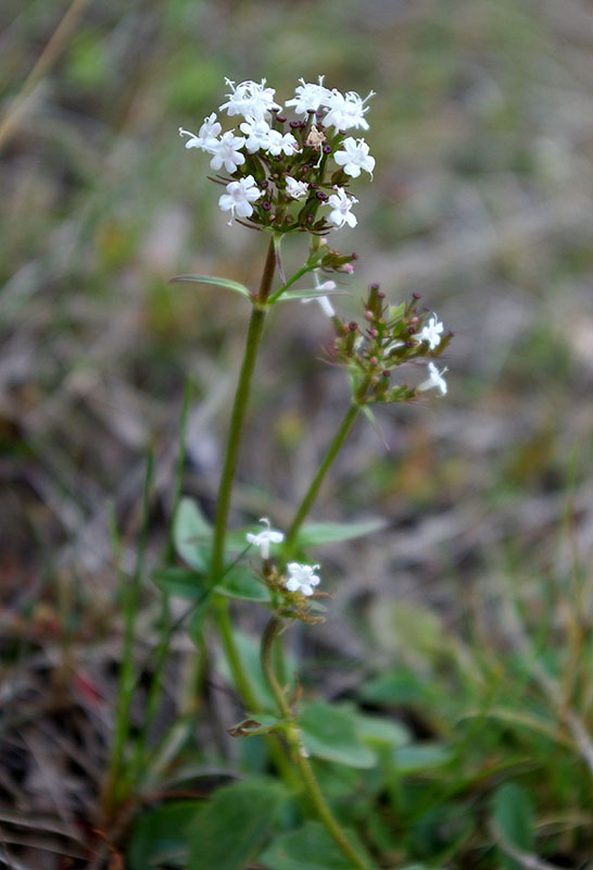 Image of Valeriana capitata specimen.