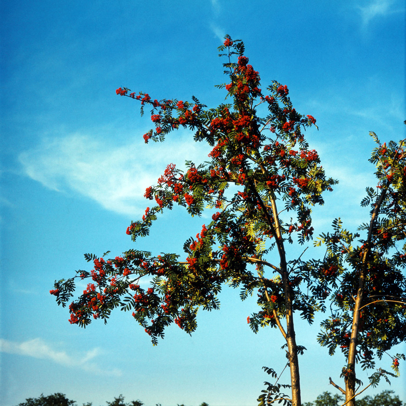 Изображение особи Sorbus aucuparia.