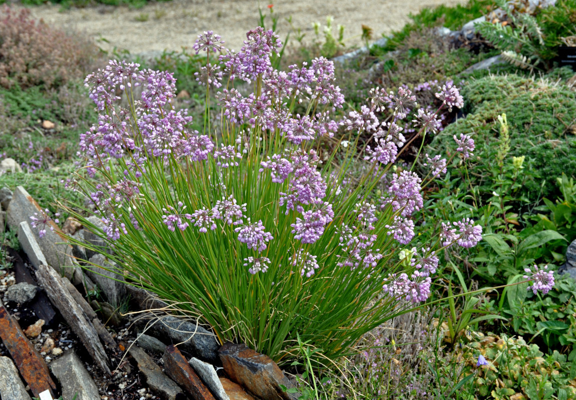 Image of Allium rubens specimen.