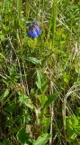 Mertensia pubescens. Цветущие растения. Берингово море, Карагинский зал., о. Верхотурова, тундра. 30.06.2018.