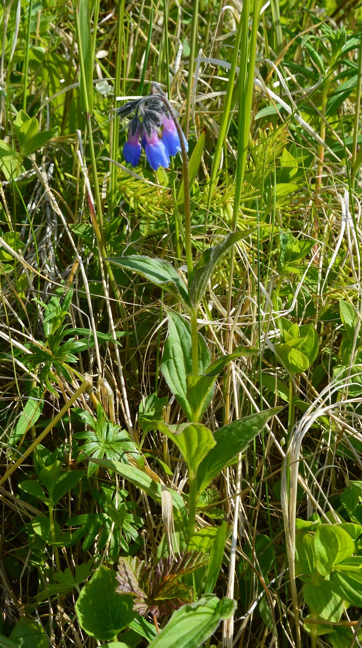 Изображение особи Mertensia pubescens.