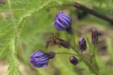 Lactuca sibirica