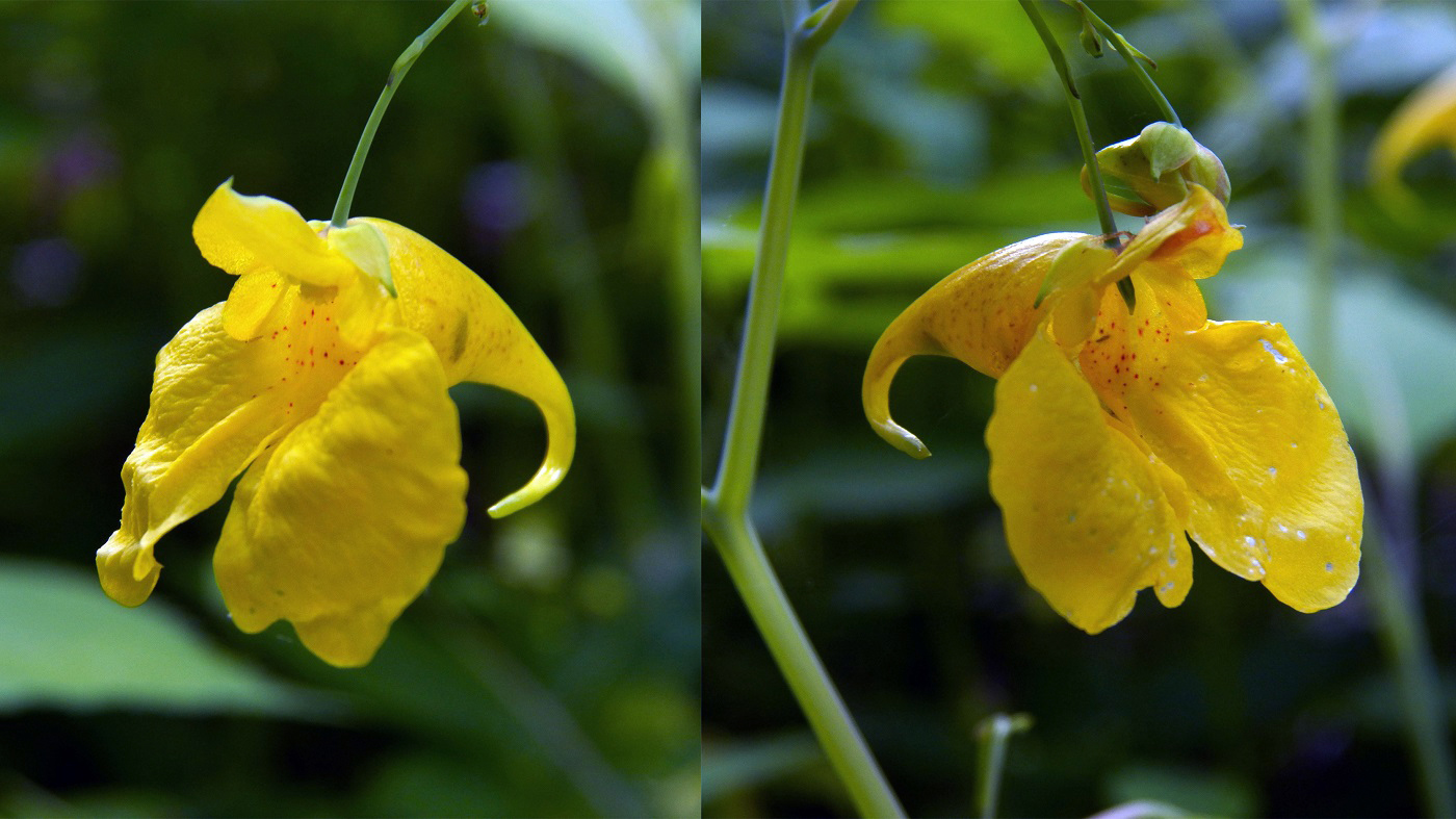 Image of Impatiens noli-tangere specimen.