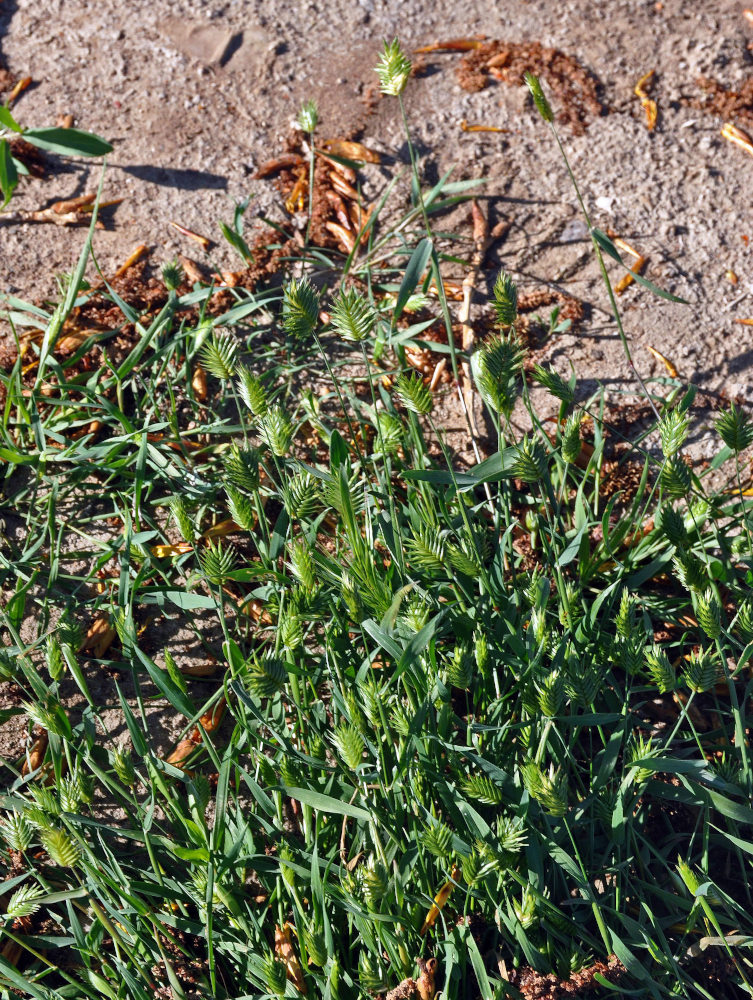 Image of Eremopyrum triticeum specimen.