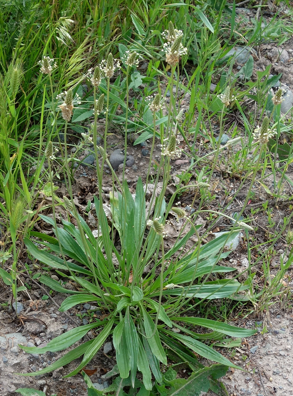 Изображение особи Plantago lanceolata.