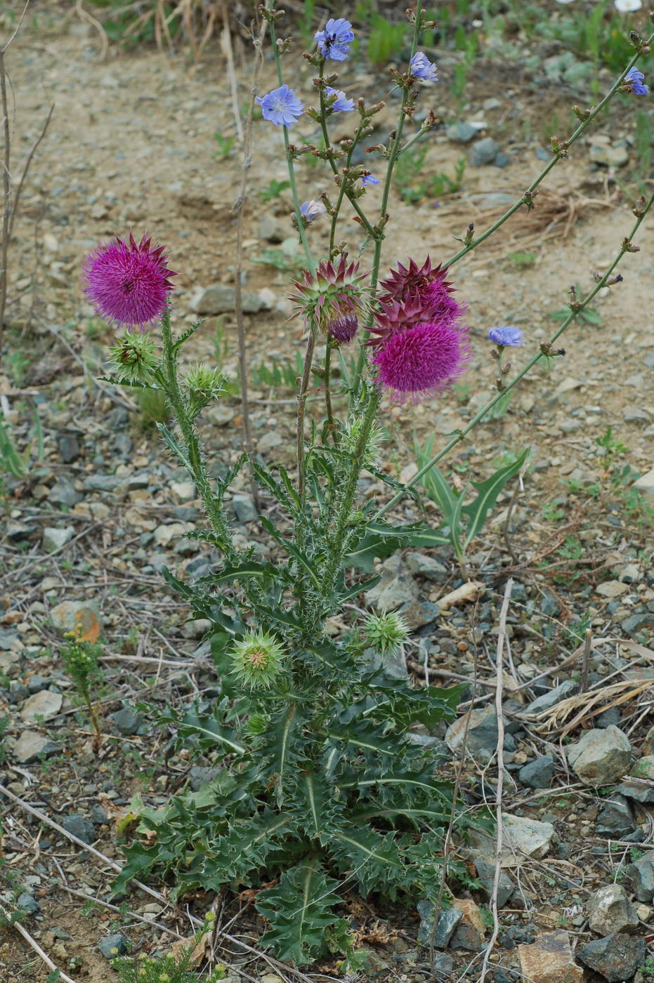 Image of Carduus thoermeri specimen.