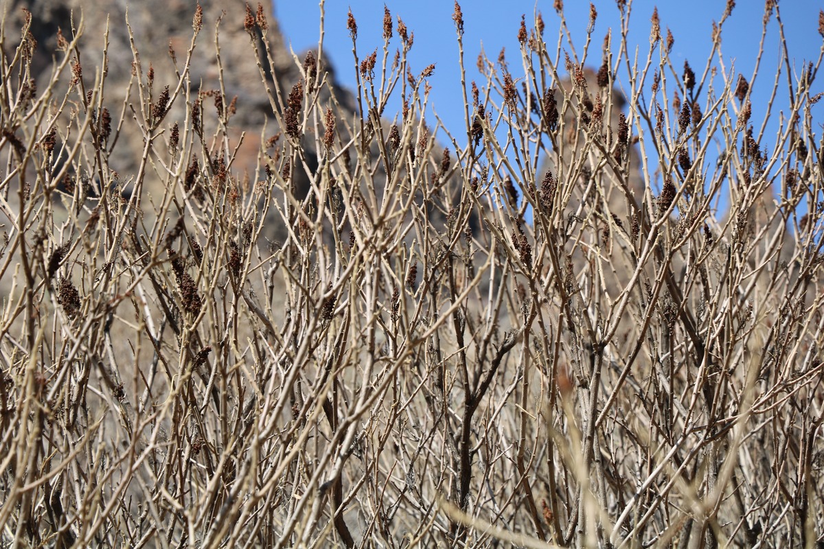 Image of Rhus coriaria specimen.