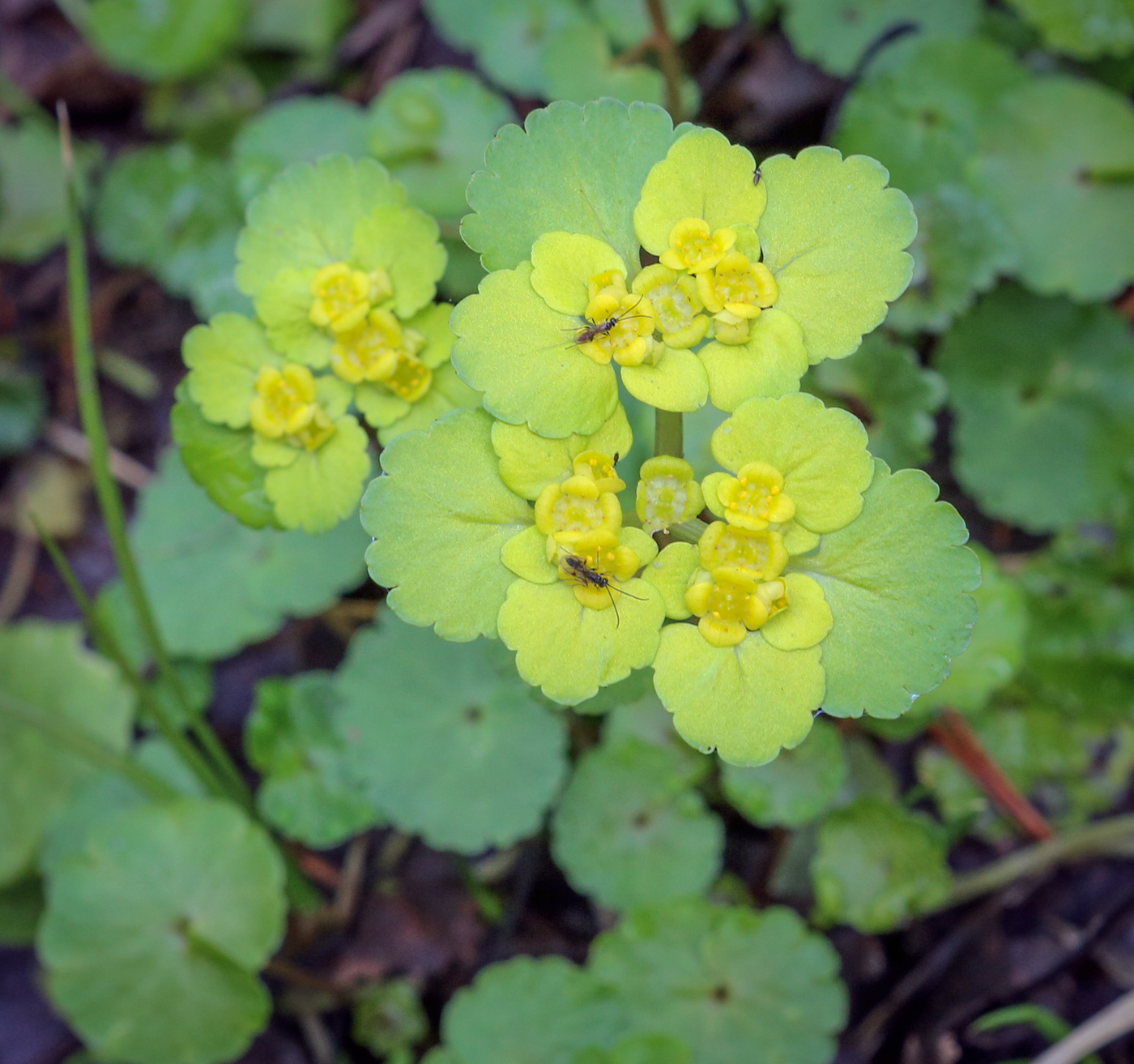 Изображение особи Chrysosplenium alternifolium.