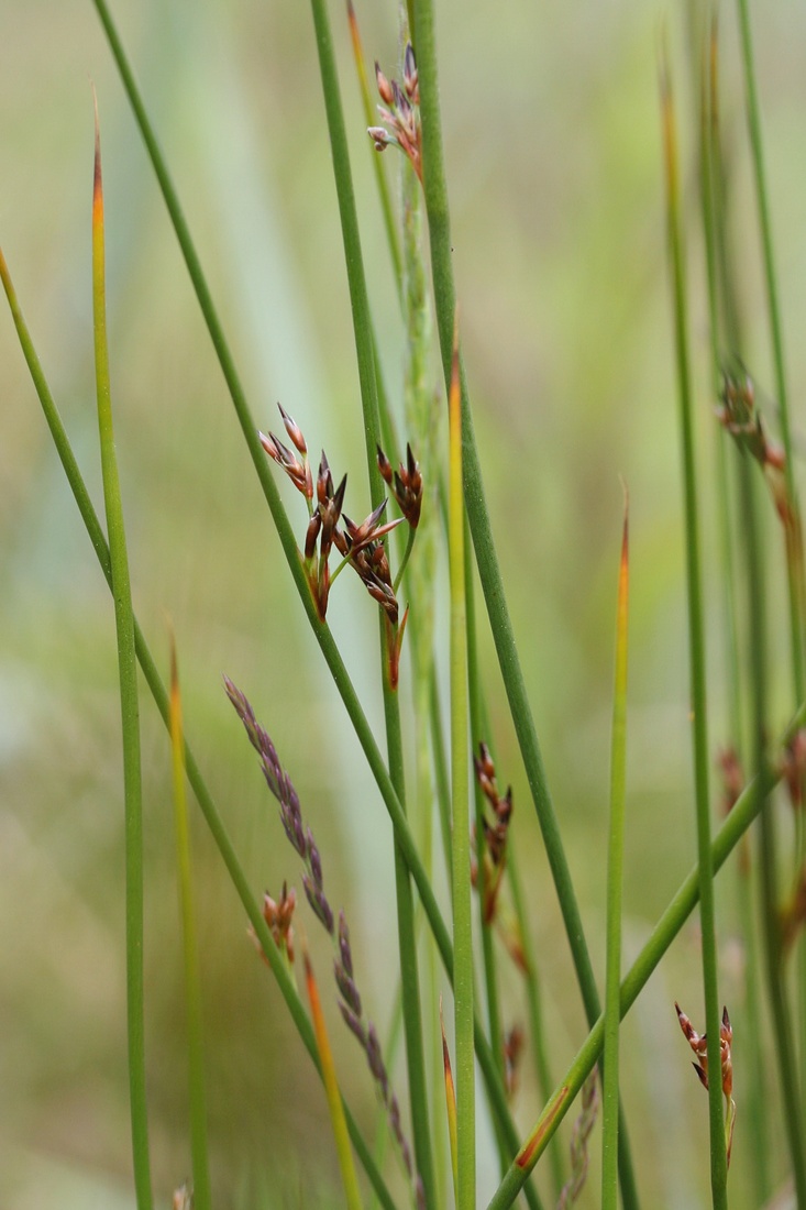 Image of Juncus filiformis specimen.