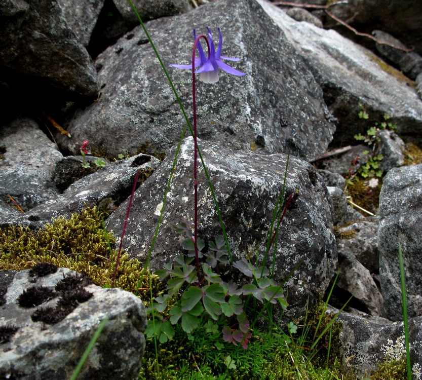 Image of Aquilegia borodinii specimen.