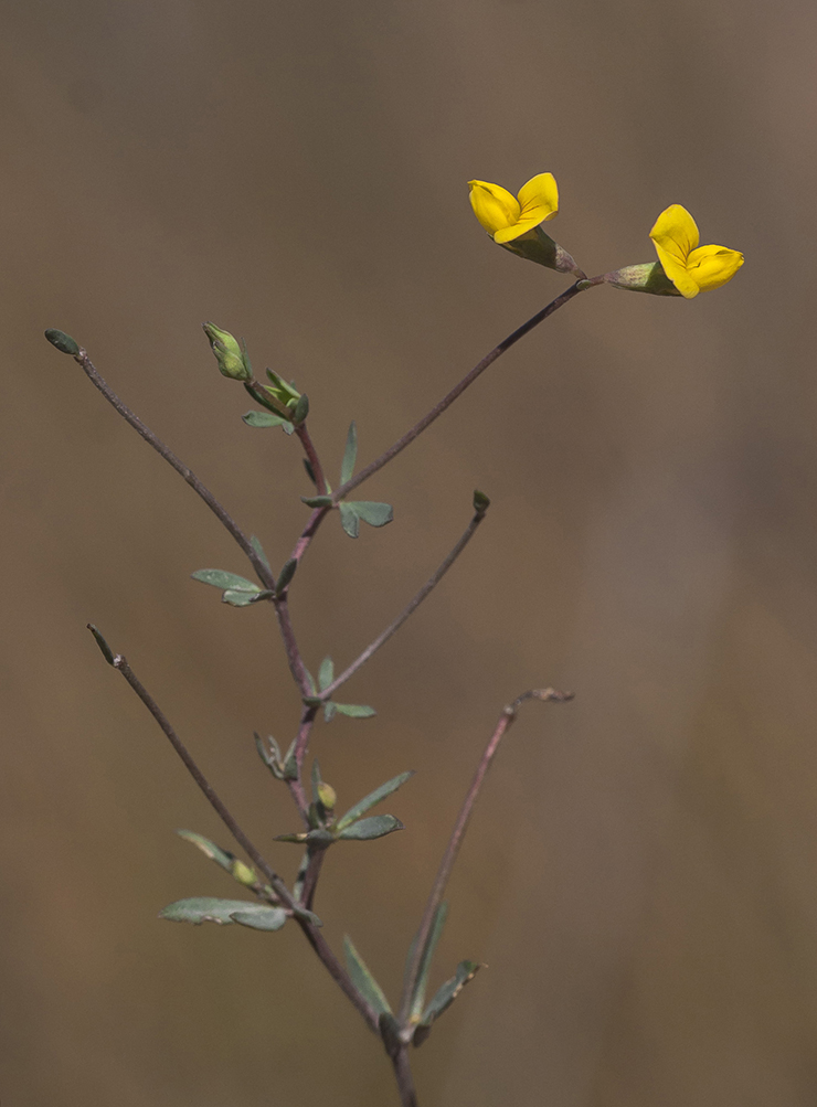 Image of Lotus tenuis specimen.