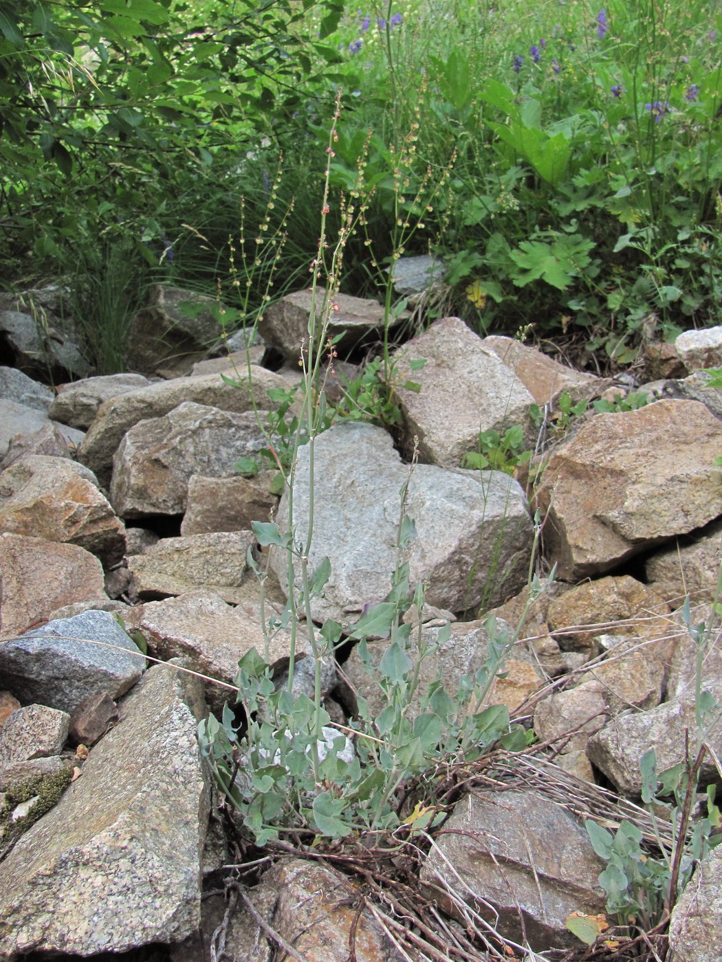 Image of Rumex hastifolius specimen.