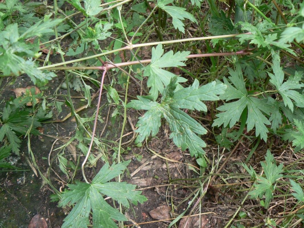 Image of Geranium sibiricum specimen.