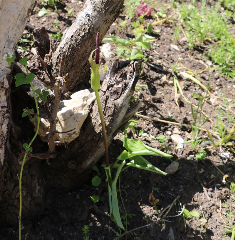 Image of Arum rupicola specimen.