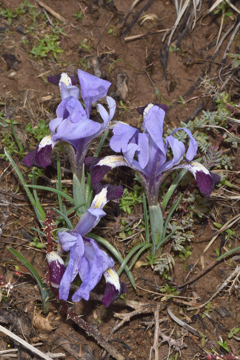 Изображение особи Iridodictyum kolpakowskianum.