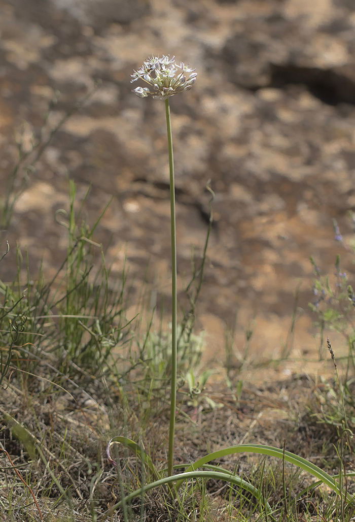 Image of Allium tulipifolium specimen.