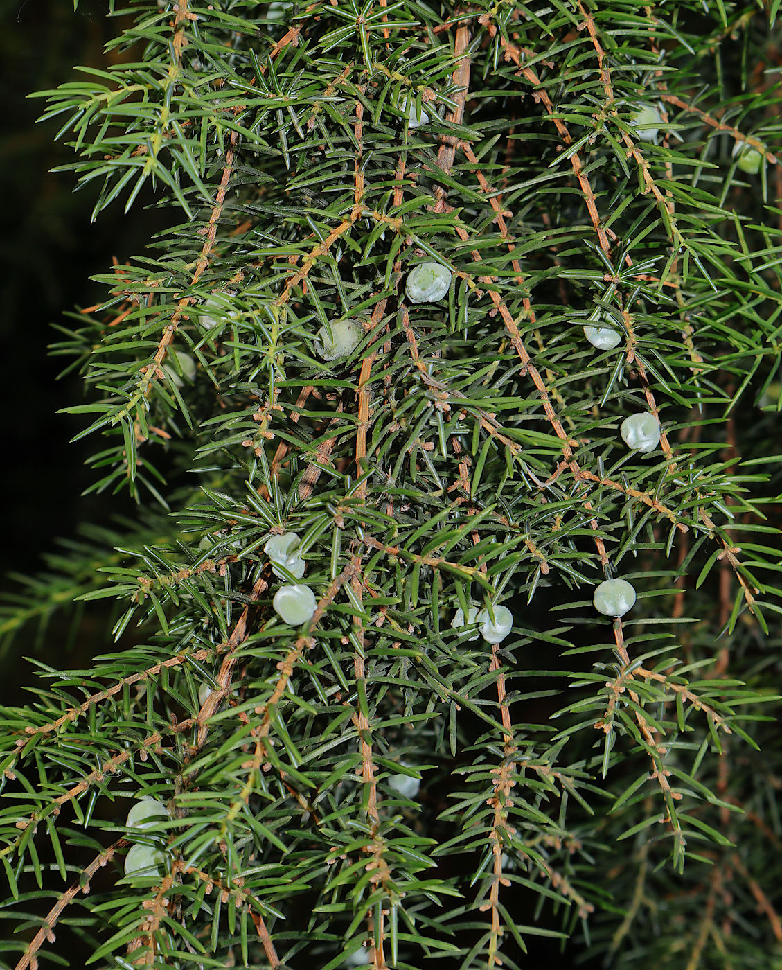 Изображение особи Juniperus rigida.