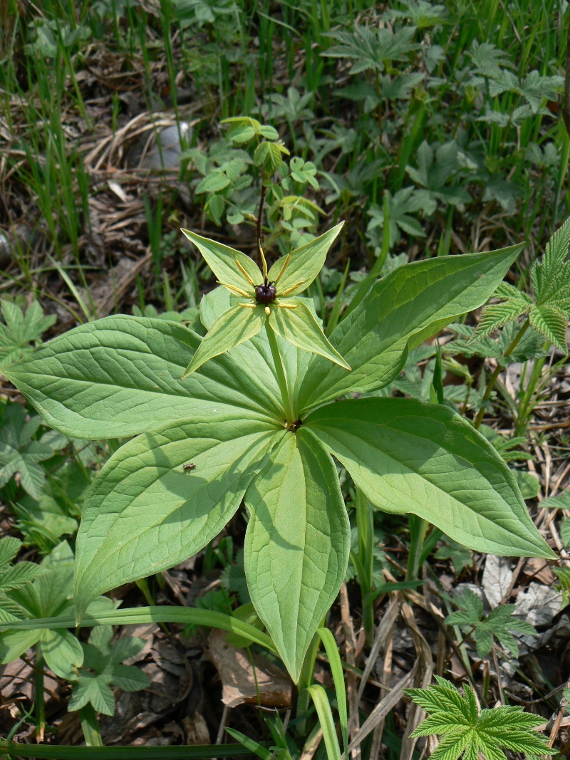 Image of Paris verticillata specimen.