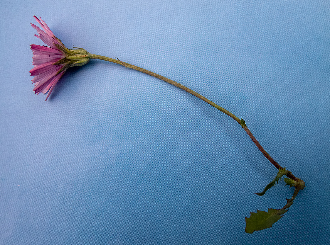 Image of Crepis rubra specimen.