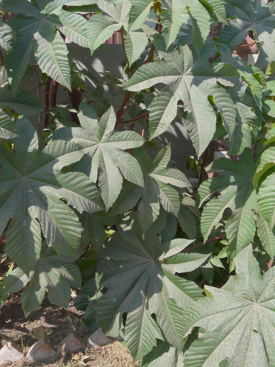 Изображение особи Ricinus communis.