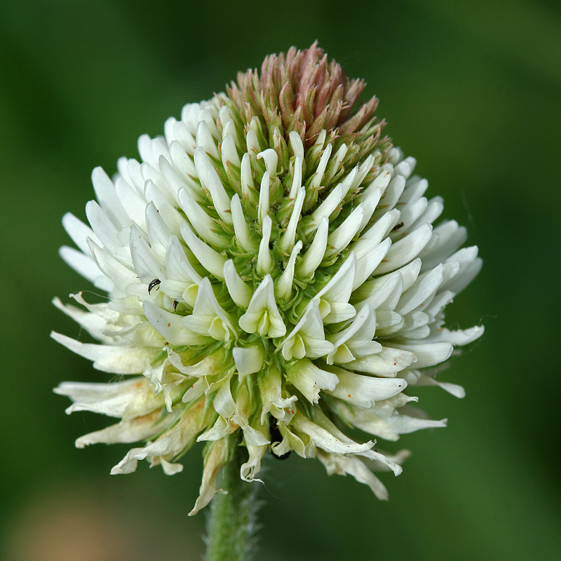 Изображение особи Trifolium montanum.