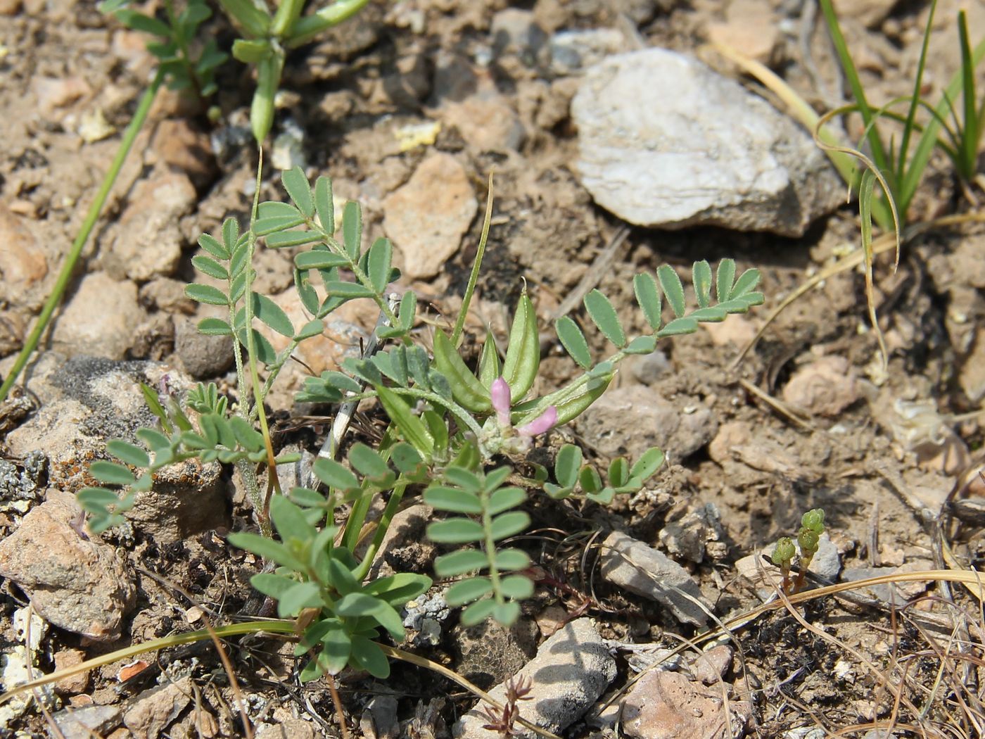 Изображение особи Astragalus oxyglottis.