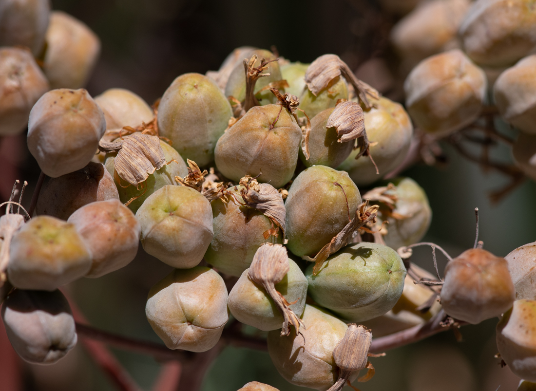 Image of Aloe buhrii specimen.