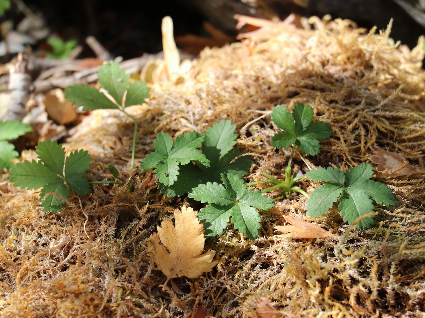 Изображение особи Potentilla reptans.