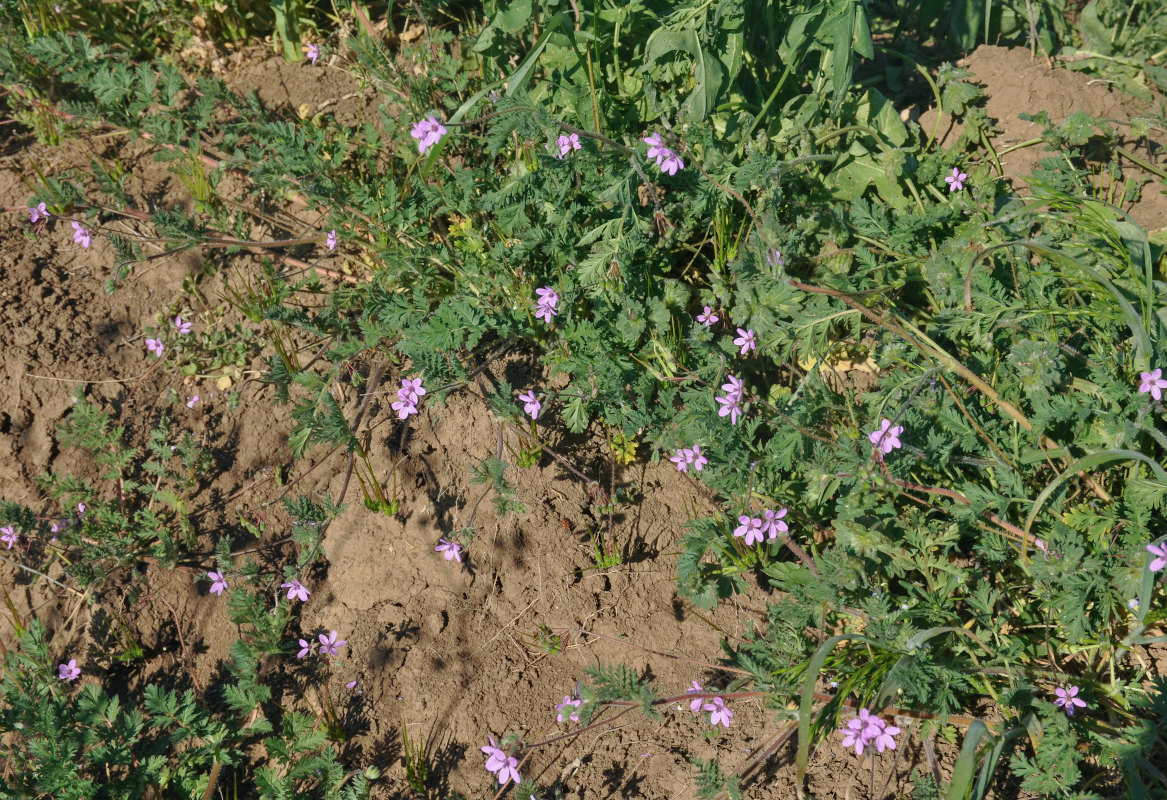 Изображение особи Erodium cicutarium.