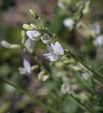 Astragalus silvisteppaceus