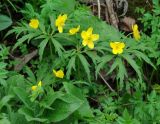 Anemone ranunculoides. Цветущее растение в лесу. Азербайджан, Кубинский р-н, ущелье р. Кудиалчай. 21.04.2010.