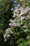 Kolkwitzia amabilis. Цветущая ветвь. Абхазия, г. Сухум, Сухумский ботанический сад. 14.05.2021.