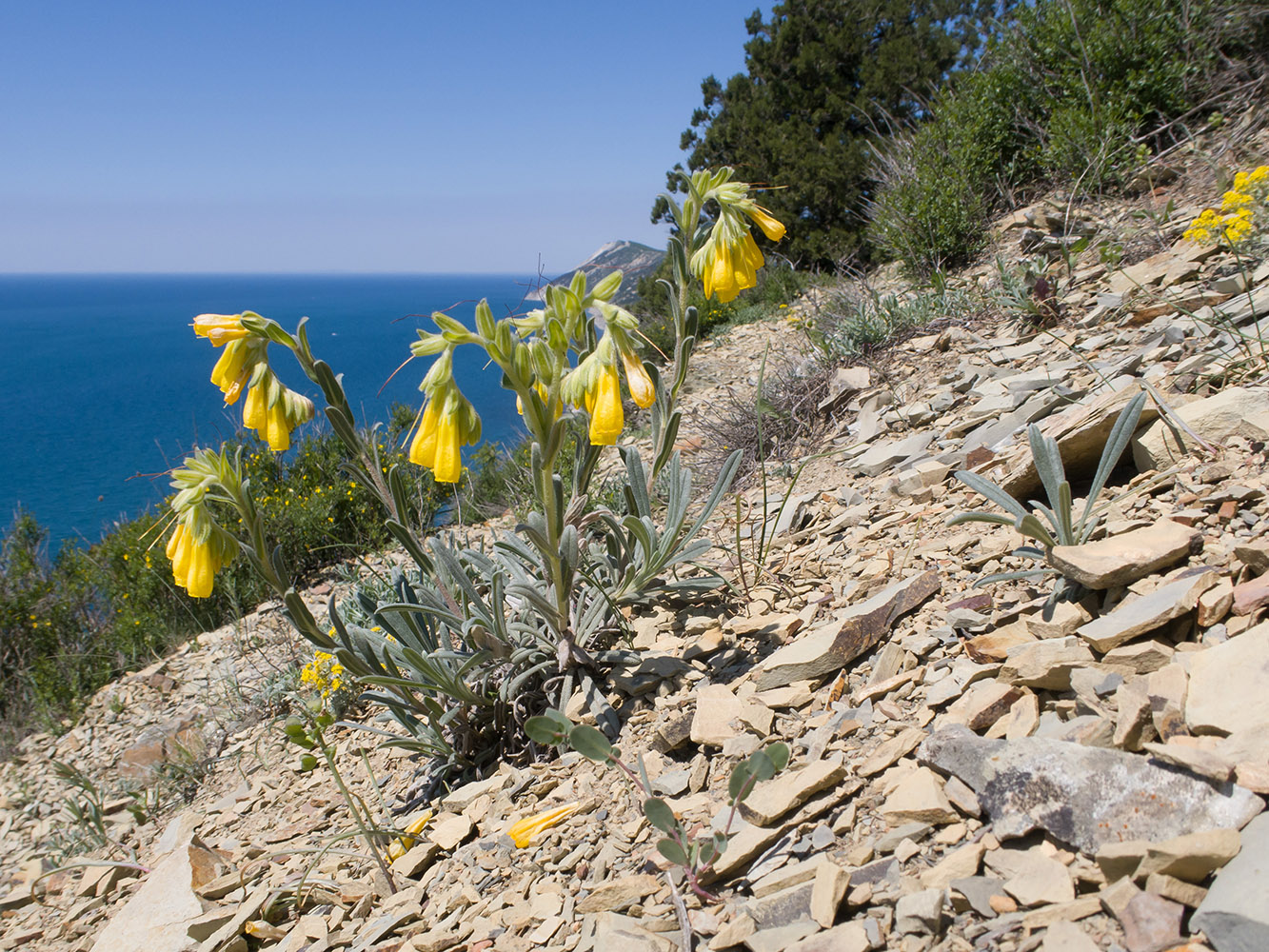 Image of Onosma taurica specimen.